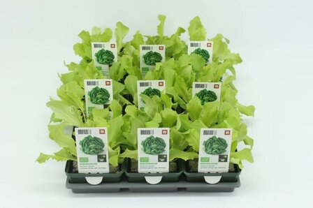 Sla, Glassla Groen (6-pack) BIO