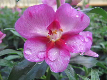 Antirrhinum - roze