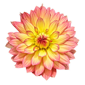 Dahlia - zalm/geel