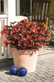 Begonia - rood (donkerblad)