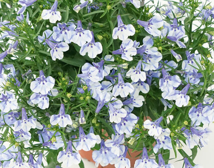 Lobelia - wit met blauw