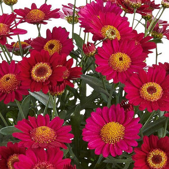 Argyranthemum - fluweelrood