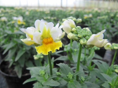 Nemesia - geel / wit 