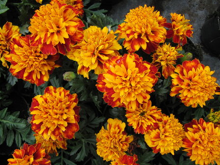 Tagetes - bont 