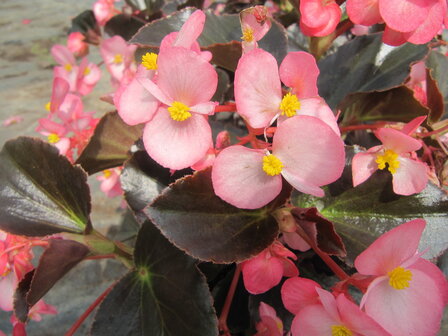 Begonia - roze (donkerblad)