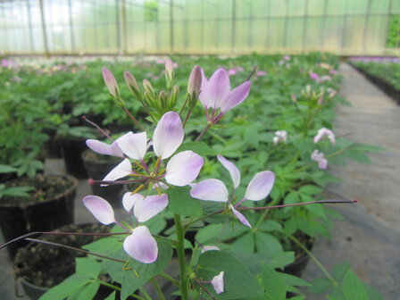 Cleome - roze