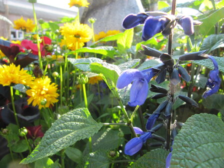 Salvia Black &amp; Bloom - blauw