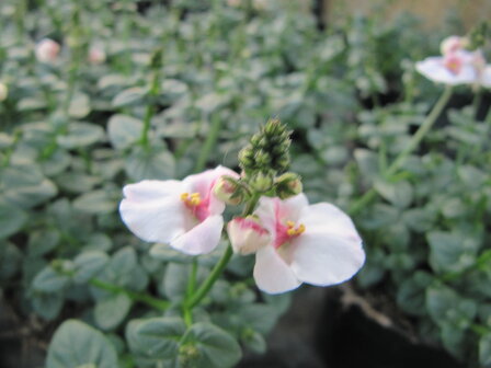 Diascia - bloesemkleur 