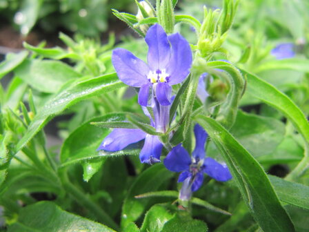 Lobelia - blauw