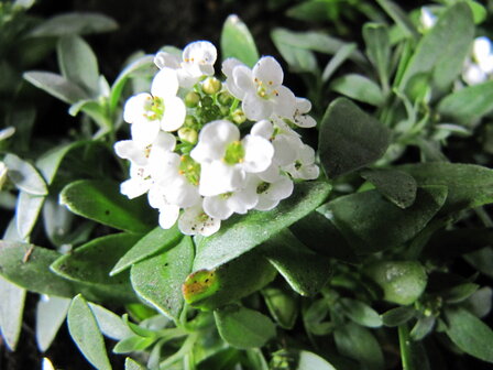 Alyssum - wit