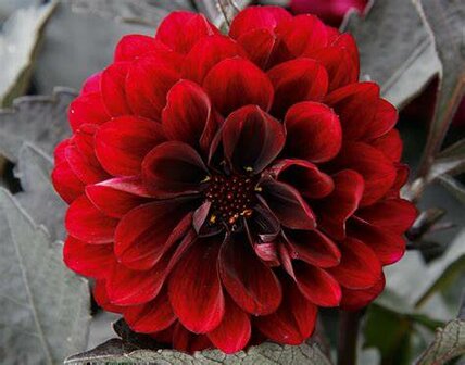 Dahlia - donkerrood