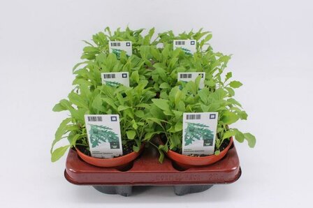 Rucola (12 cm) BIO