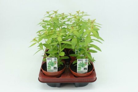 Citroenverbena (12 cm) BIO