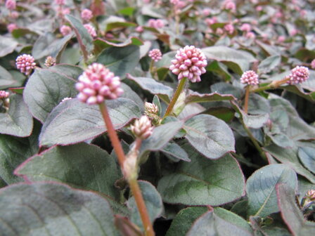 Polygonum - roze