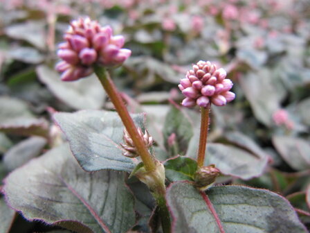 Polygonum - roze