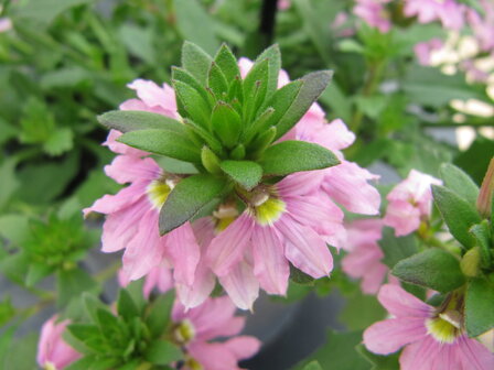 Scaevola - roze