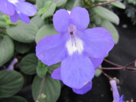 Streptocarpus - blauw