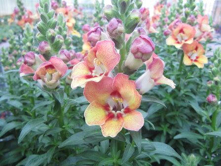 Antirrhinum - geel/oranje