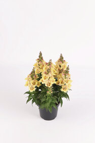 Antirrhinum - geel 