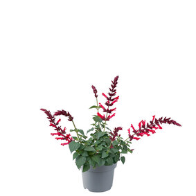 Salvia - rood