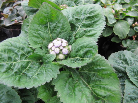 Ageratum - blauw