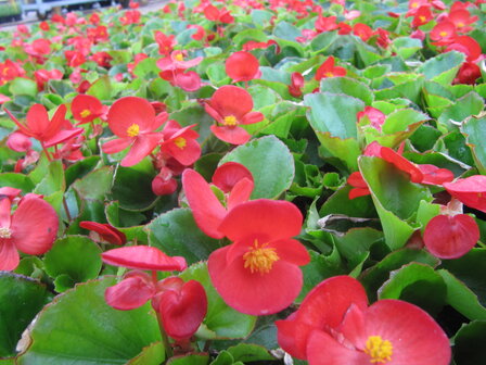 Begonia - rood (lichtblad)