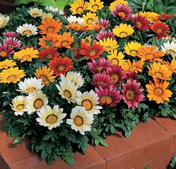 Gazania - mix