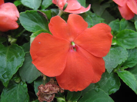 Impatiens - oranje