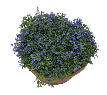 Lobelia - blauw (knop!)