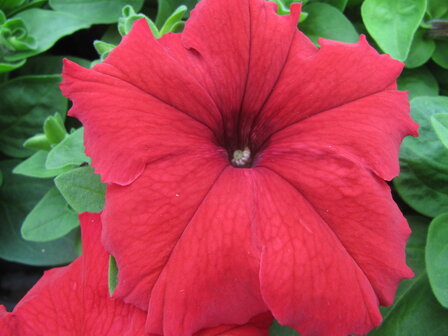 Petunia grootbl. - rood