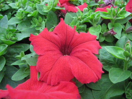 Petunia grootbl. - rood