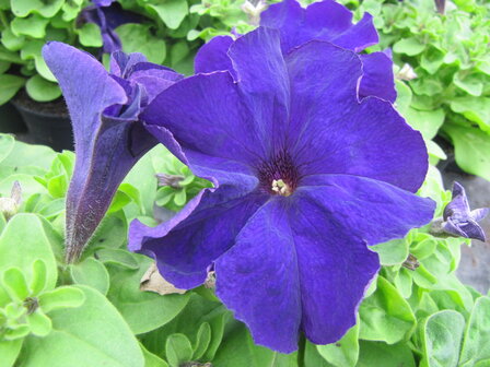 Petunia grootbl. - blauw