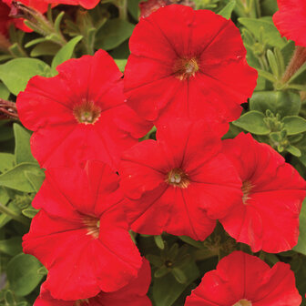 Petunia kleinbl. - rood