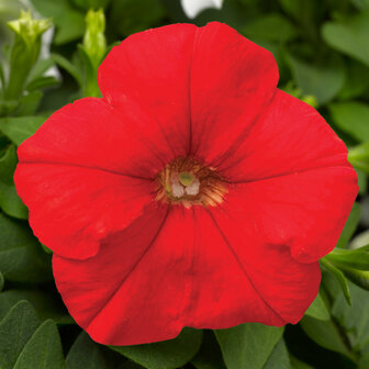 Petunia kleinbl. - rood