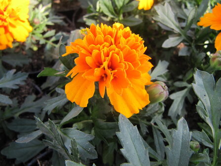 Tagetes - oranje