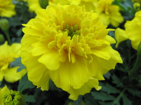 Tagetes - geel