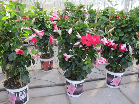 Sundaville roze (19 cm pot)