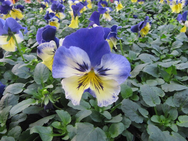 Yellow Blue-Wing