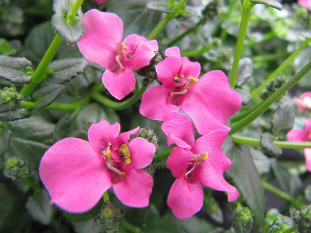 Diascia - roze