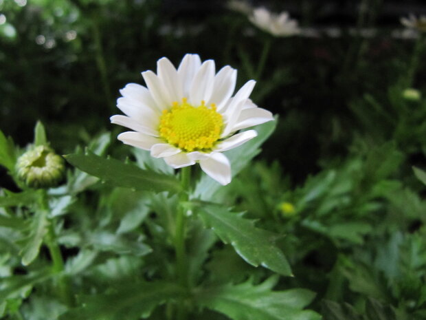 Chrysanthemum - wit