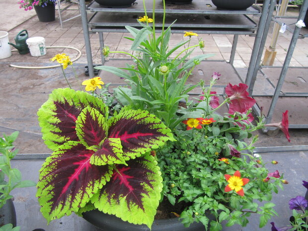 Coleus - bont