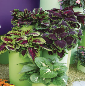 Coleus - bont