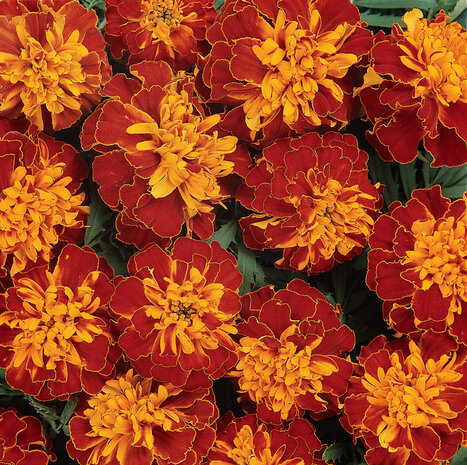 Tagetes - bont 