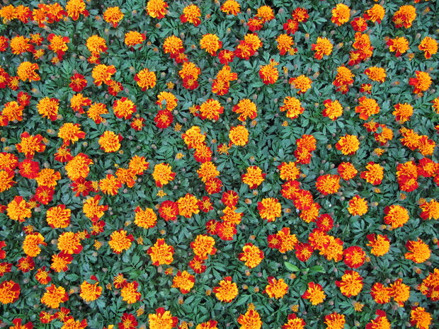 Tagetes - bont 