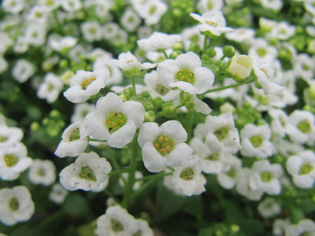 Alyssum - wit