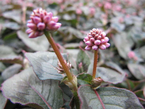 Polygonum - roze