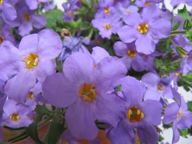 Sutera (bacopa) - blauw