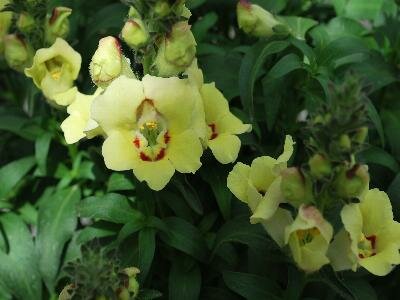 Antirrhinum - geel 