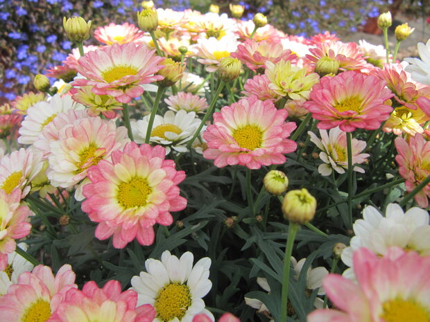 Argyranthemum - abrikoos