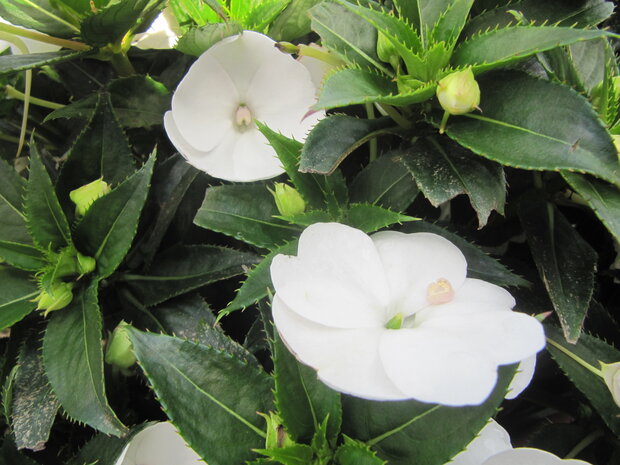 Impatiens NW G. - wit